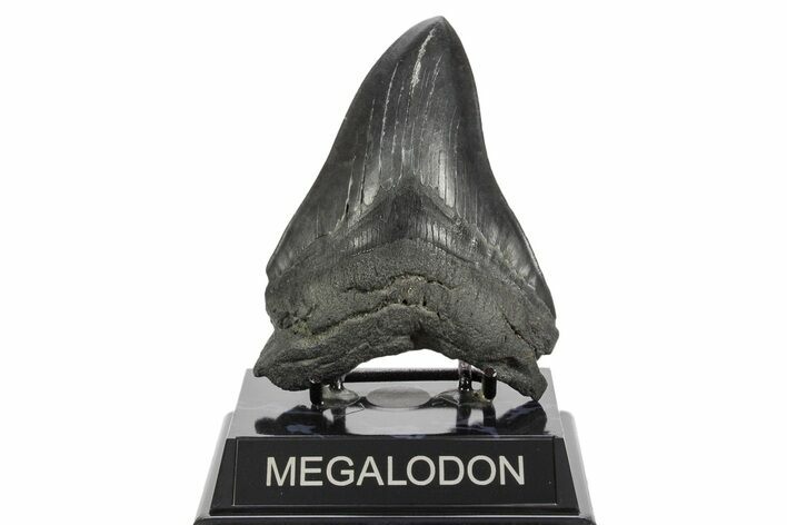 Serrated, Fossil Megalodon Tooth - South Carolina #370001